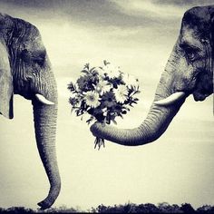 two elephants standing next to each other holding flowers