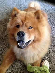 a brown dog laying on the floor next to a green stuffed animal toy with it's mouth open