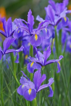 purple flowers are blooming in the garden with green stems and yellow tips on them