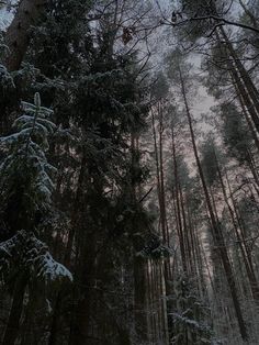 winter Snow Trees, Sky Green, Green Nature, Winter Forest, Sunset Sky, Winter Snow, Beautiful Places, Forest, Trees