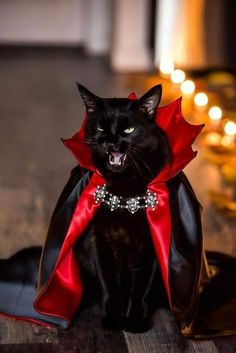 Cat costume! Pose Fotografi, A Black Cat, Halloween Animals, Pet Costumes, Black Cat Halloween