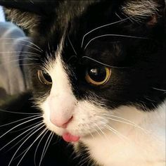 a black and white cat sticking its tongue out