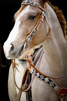 a close up of a horse wearing a bridle