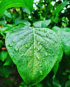 a green leaf with water drops on it