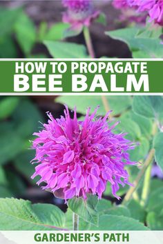 a purple flower with the words how to propagate bee balm on it