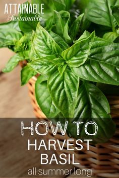 basil leaves in a basket with text overlay how to harvest basil all summer long