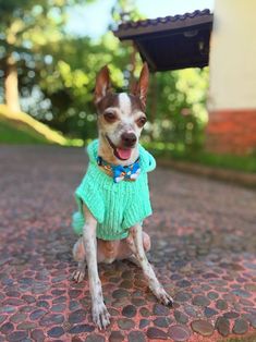 a small dog wearing a green sweater sitting on a cobblestone road with trees in the background