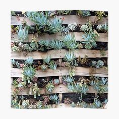 a wooden pallet filled with lots of succulents