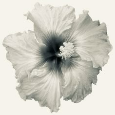 a black and white photo of a flower on a white background with the petals open