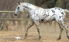 a white and black spotted horse is running in the dirt with a dog behind it