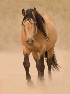 a brown horse standing on top of a sandy beach