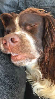 a brown and white dog laying on top of a couch