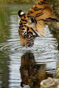 a tiger drinking water from a body of water