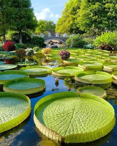 large green leaves floating on top of water in a garden area with trees and bushes