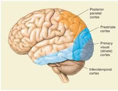 visual cortex - Google Search Wernicke's Area, Brain Anatomy And Function, Brain Lobes, Function Diagram, Brain Diagram, Nursing School Essential, Frontal Lobe