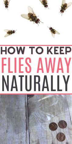 Trying to keep flies away outdoors for a party? Check out this simple tip. It is the best fly repellant to keep flies away. You will love how easy it is to do. Plus it's all natural. How To Get Rid Of Flies In The House, Flies Repellent Outdoor, How To Repel Flies, Diy Flies Repellent, Fly Remedies, Fly Repellant Diy, Fly Deterrent, Natural Fly Repellant, Repel Flies