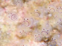 an image of some small bubbles in the water with red dots on it's surface