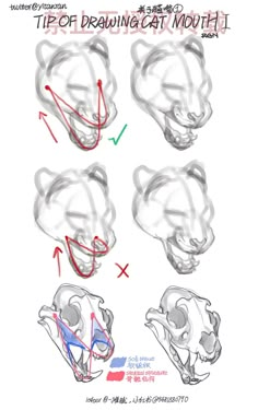 the steps to draw a bear's head