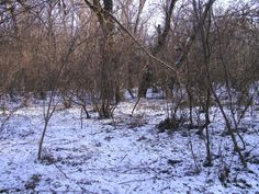 the woods are covered in snow and bare trees