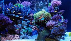 an aquarium filled with lots of different types of corals and sea creatures in it