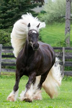 a black and white horse with long hair running in the grass