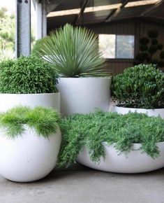 three white planters with green plants in them