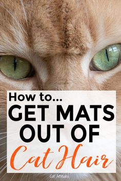 an orange cat with green eyes and the words how to get mats out of cat's ear