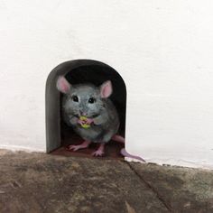 a small gray rat sitting inside of a white tunnel with its mouth open and it's tongue out