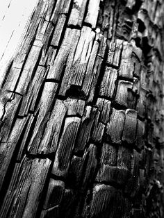 the bark of a tree that has been stripped off