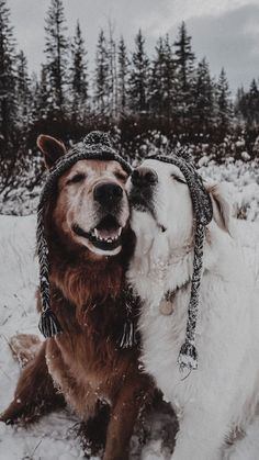 two dogs are playing in the snow with one dog wearing a hat and another has his mouth open