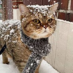 a cat is standing in the snow with a scarf around it's neck and looking at the camera