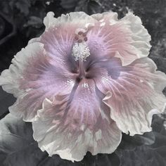 a pink and white flower sitting on top of a plant