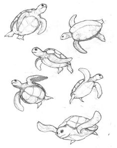 four turtles are depicted in this drawing