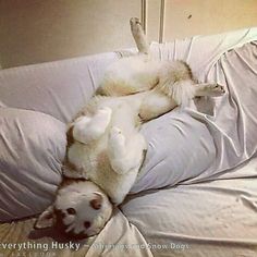 a white dog laying on its back on top of a bed with it's paws in the air