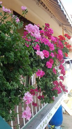 pink and red flowers are growing on the side of a building with white railings