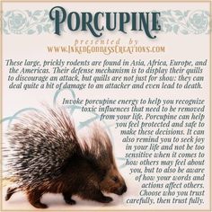 the porcupine is an animal that can be found in many different areas of the world