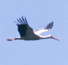 a white stork is flying in the sky