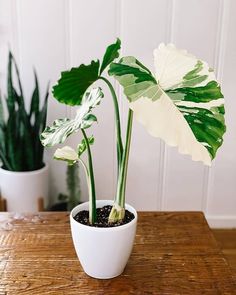 there is a potted plant with large green leaves on the table next to it