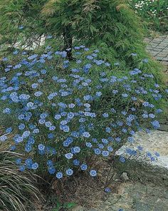 blue flowers are growing in the corner of a garden