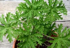 a plant in a pot on a wooden table