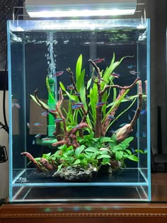 an aquarium filled with green plants and fish in it's tank on top of a table