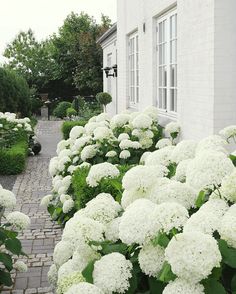 white hydrangeas line the side of a brick walkway in front of a house