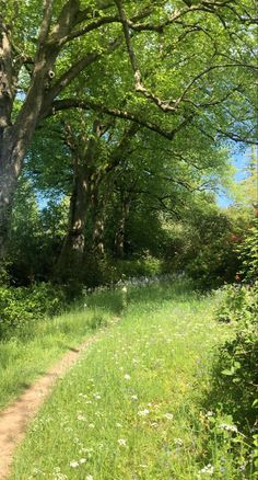 a dirt path in the middle of a forest with lots of trees and flowers on both sides