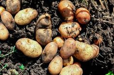 some potatoes that are laying in the dirt