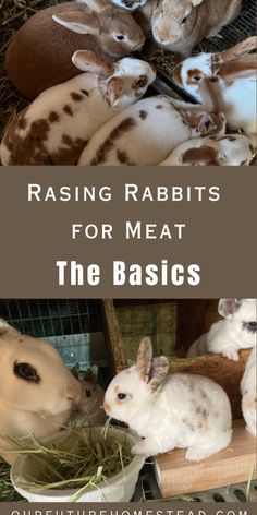 rabbits eating hay in their cage with text reading raising rabbits for meat the basicss