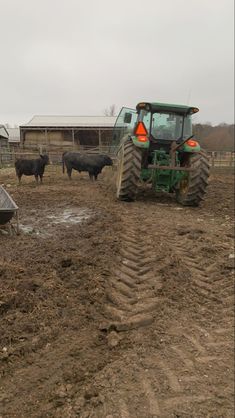 a tractor and some cows in a field