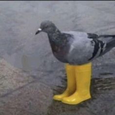 a pigeon is standing in the water wearing yellow boots