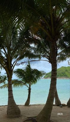 palm trees line the beach with blue water in the background