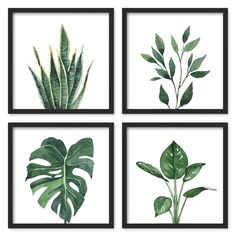 four framed pictures with different types of plants and leaves on the same piece of paper