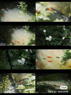 several images of fish in the water and plants growing out of it's sides